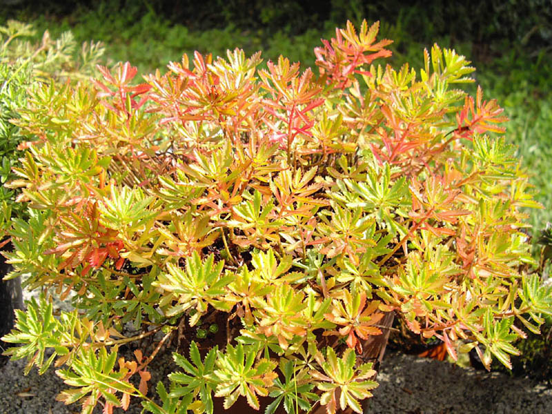 Phedimus sichotensis en fleurs sur les pentes rocailleuses de la chaîne de montagnes Sikhote-Alin